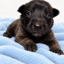 Boy 3 - Black male Belgian Malinois puppy in Dallas, Texas from Kaizen Ruach Malinois