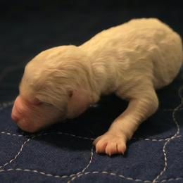 Cloud - Cream male Goldendoodle puppy in Freedom, New York from Samantha's Goldendoodles