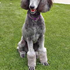 Poodle All Grown Up from Watts Poodles