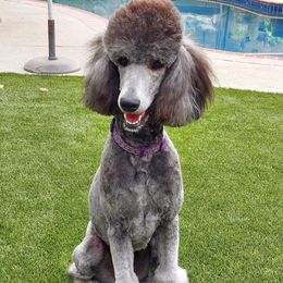Poodle All Grown Up from Watts Poodles