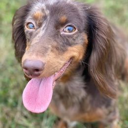 Dachshunds from Little River Dachshunds