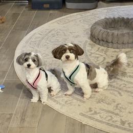 Havanese Puppies from Paw Print Havanese