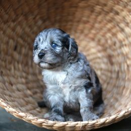 Aussiedoodle Puppies from Johnson’s Highland Pride Aussiedoodles