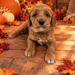 Pumpkin - Apricot female Goldendoodle puppy in O'fallon, Missouri from Rockin R Doodles