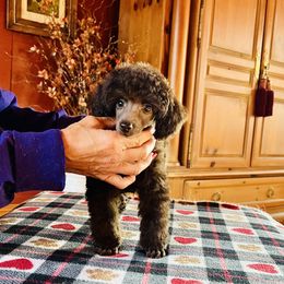 Poodle Puppies from Heritage Toy Poodles