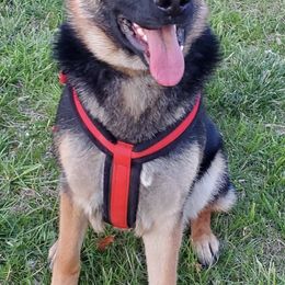 German Shepherds from Mjölnir German Shepherds
