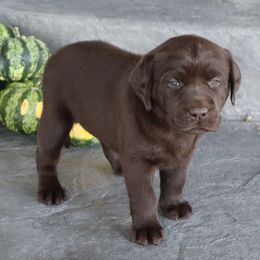 Aspen - Chocolate female Labrador Retriever puppy in Camden, Indiana from Camden's Caring Canines