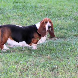 Charm - Basset Hound