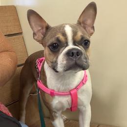 Butterscotch - Boston Terrier