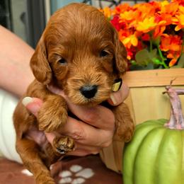 Yellow - Apricot male Goldendoodle puppy in Little Rock, Arkansas from Adorable Mini Doodles LLC