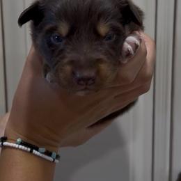 Skye - Red tri female Miniature Australian Shepherd puppy in North Lakeport, California from Wild Rose Ranch