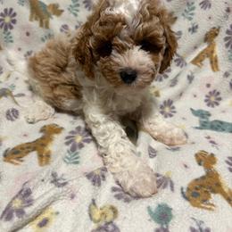 Green-Mini - Parti male Goldendoodle puppy in Millville, New Jersey from Michelle's Doodles