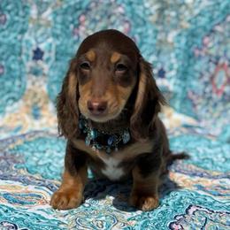 Larry - Chocolate and tan male Dachshund puppy in Lincoln, Arkansas from Red Dirt Dachshunds