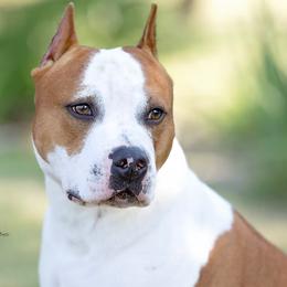 American Staffordshire Terrier puppies from Blue Eagle Kennels