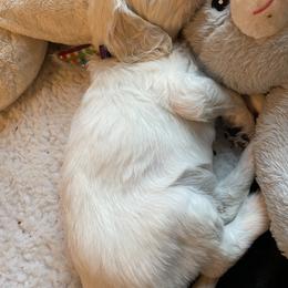 Bernedoodle and Goldendoodle Puppies from White Oak