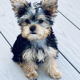 Yorkshire Terrier Puppies from Rosey’s Yorkies