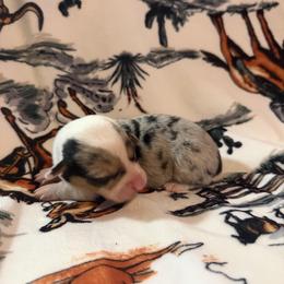 Lucy - Blue female Pembroke Welsh Corgi puppy in Hillsville, Virginia from Bonderosa Kennels