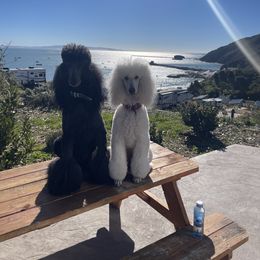 Poodle All Grown Up from Savicah Poodles