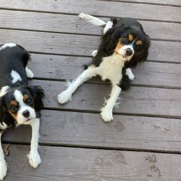 Cavalier King Charles Spaniel Puppies from K&R Cavaliers