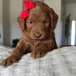 Harmony red collar - Red  female Goldendoodle puppy in Queen Creek, Arizona from Sunny Doodles