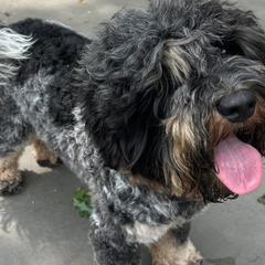 Jagger - Australian Labradoodle