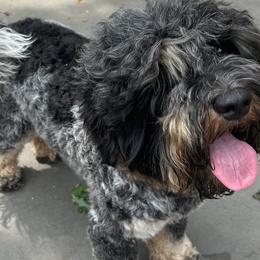Jagger - Australian Labradoodle