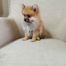 Romeo - Red sable male Pomeranian puppy in Phoenix, Arizona from Luxpomz
