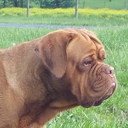 Aggi-Monster - Dogue de Bordeaux