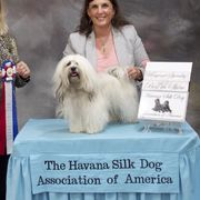 Maille - Havana Silk Dog