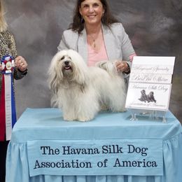 Maille - Havana Silk Dog