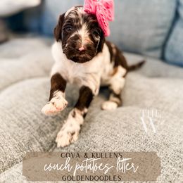 Goldie - Merle female Goldendoodle puppy in Soddy Daisy, Tennessee from The W Doods