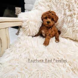 Honey - Red  male Poodle puppy in Midway City, California from Rapture Red Poodles