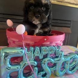 Eleanore - Black and tan female Cockapoo puppy in Connersville, Indiana from MoonShine Babies