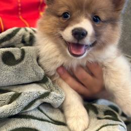 Psyduck - Red male Pembroke Welsh Corgi puppy in Onalaska, Washington from Shoestring Valley Corgis