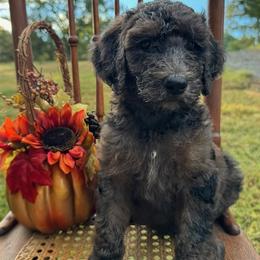 Juneau - Brindle female Poodle puppy in St. Johnsbury, Vermont from Poodles of the Northern Woods