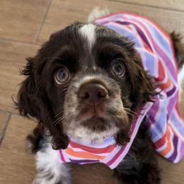 Cocker Spaniels from SoCal Cocker Spaniels