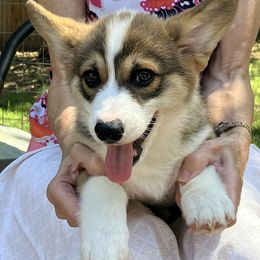 Pembroke Welsh Corgi Puppies from Becky's Pembroke Welsh Corgis