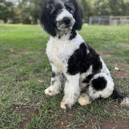 Goldendoodle and Poodle Puppies from Corbin’s Southern Curl’s