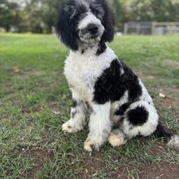 Goldendoodle and Poodle Puppies from Corbin’s Southern Curl’s