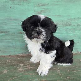 Sox - Black and white male Shih Tzu puppy in Mountain Grove, Missouri from Precious Puppies