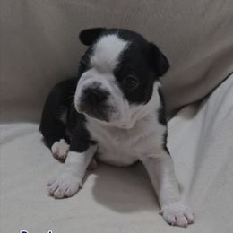 Boy 1 - Black and white male Boston Terrier puppy in Clinton Township, Michigan from Greenberg's Boston Terriers & Bullies of Metro Detroit