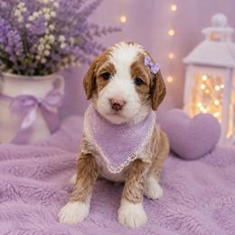Millie Mae - Parti female Goldendoodle puppy in Valdosta, Georgia from Designer Doodles of South GA