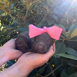 Putter - Hot Pink Collar - Brown female Poodle puppy in Springfield, Oregon from Valaurah Farms