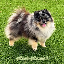 Storm - Pomeranian