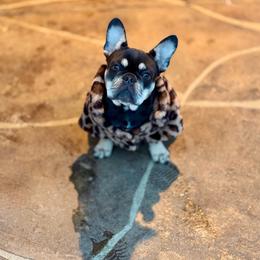 French Bulldog puppies from Mt Shasta Frenchies