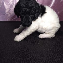 Chihuahua and Poodle Puppies from October Glory Standard Poodles