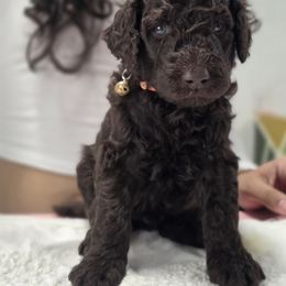 Poodle Puppies from Patitas