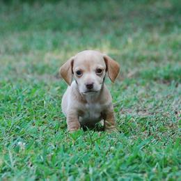 AKC Trooper - Dapple male Dachshund puppy in Billings, Missouri from Bundles of Joy