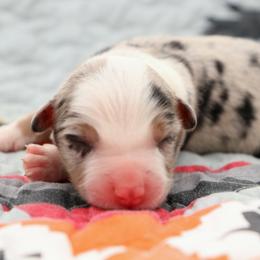 Flint - Blue merle male Australian Shepherd puppy in Weatherford, Texas from Ridgestar Aussies