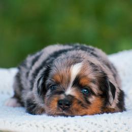 Milo - Blue merle male Miniature American Shepherd puppy in Chocowinity, North Carolina from Foxtail Hollow